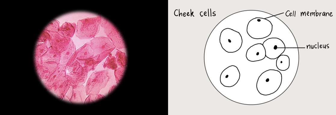 cheek cells 400x