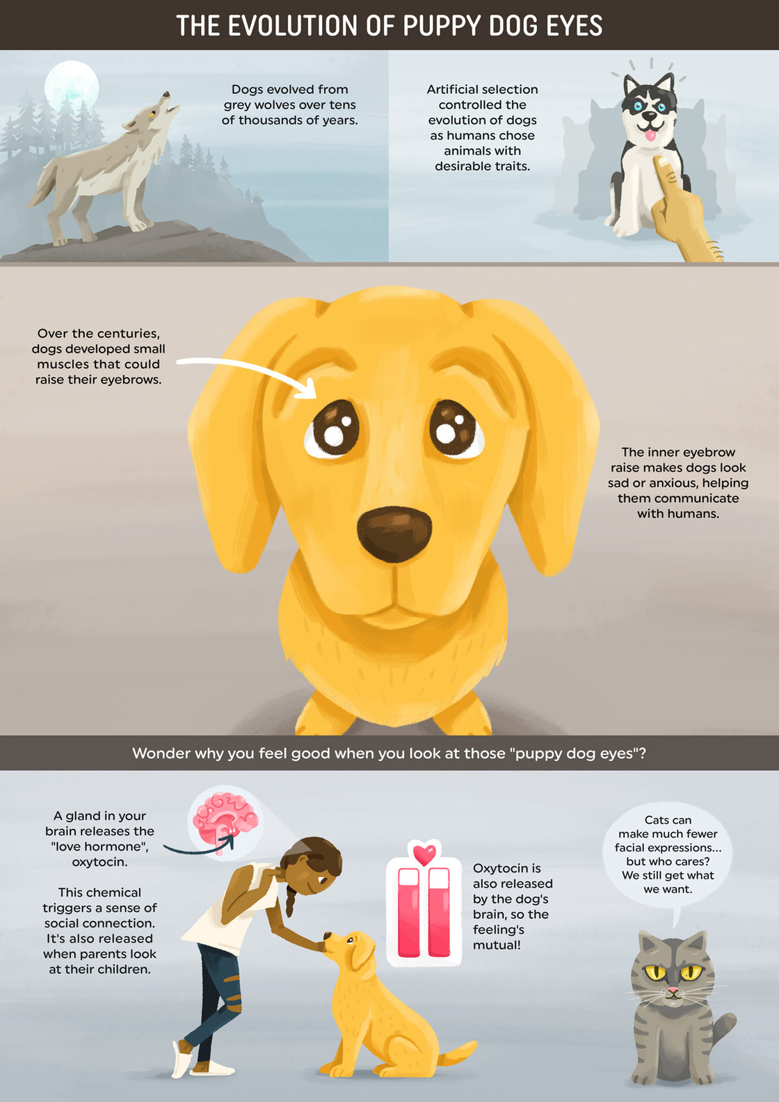 What Did Dogs Evolve From