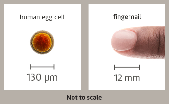 human egg cell visible