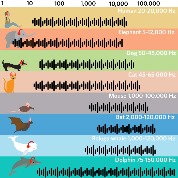 dog hearing frequency